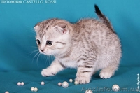 Шотландская вислоухая кошечка - <ro>Изображение</ro><ru>Изображение</ru> #3, <ru>Объявление</ru> #618384