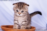 Шотландская вислоухая малышка - <ro>Изображение</ro><ru>Изображение</ru> #1, <ru>Объявление</ru> #618397