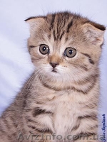 Шотландская вислоухая малышка - <ro>Изображение</ro><ru>Изображение</ru> #2, <ru>Объявление</ru> #618397