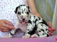 Джек рассел терьер. Доставим щенка в любой город!  - <ro>Изображение</ro><ru>Изображение</ru> #2, <ru>Объявление</ru> #701636