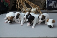 Джек рассел терьер. Доставим щенка в любой город!  - <ro>Изображение</ro><ru>Изображение</ru> #1, <ru>Объявление</ru> #701636