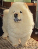 Джек рассел терьер. Доставим щенка в любой город!  - <ro>Изображение</ro><ru>Изображение</ru> #4, <ru>Объявление</ru> #701636