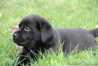 Джек рассел терьер. Доставим щенка в любой город!  - <ro>Изображение</ro><ru>Изображение</ru> #3, <ru>Объявление</ru> #701636