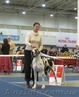 немецкий дог щенки мраморного и черного окраса - <ro>Изображение</ro><ru>Изображение</ru> #2, <ru>Объявление</ru> #711013