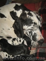 немецкий дог щенки мраморного и черного окраса - <ro>Изображение</ro><ru>Изображение</ru> #1, <ru>Объявление</ru> #711013