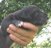 немецкий дог щенки мраморного и черного окраса - <ro>Изображение</ro><ru>Изображение</ru> #4, <ru>Объявление</ru> #711013