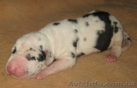 немецкий дог щенки мраморного и черного окраса - <ro>Изображение</ro><ru>Изображение</ru> #5, <ru>Объявление</ru> #711013