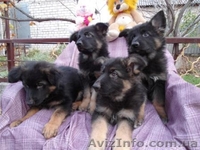 Предлагаются щенки немецкой овчарки - <ro>Изображение</ro><ru>Изображение</ru> #1, <ru>Объявление</ru> #786061