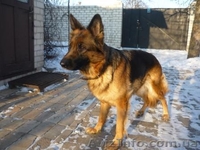 Предлагаются щенки немецкой овчарки - <ro>Изображение</ro><ru>Изображение</ru> #2, <ru>Объявление</ru> #786061