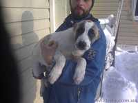 Продается щенок CAO(алабай),девочка - <ro>Изображение</ro><ru>Изображение</ru> #1, <ru>Объявление</ru> #796324