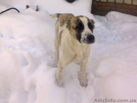 Продается щенок CAO(алабай),девочка - <ro>Изображение</ro><ru>Изображение</ru> #2, <ru>Объявление</ru> #796324