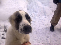 Продается щенок CAO(алабай),девочка - <ro>Изображение</ro><ru>Изображение</ru> #3, <ru>Объявление</ru> #796324