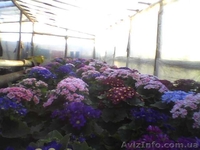 Цветы оптом л 8марта и не только - <ro>Изображение</ro><ru>Изображение</ru> #1, <ru>Объявление</ru> #849786