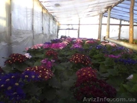 Цветы оптом л 8марта и не только - <ro>Изображение</ro><ru>Изображение</ru> #2, <ru>Объявление</ru> #849786