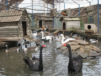 Страусиная ферма и многие другие экскурсии из Луганска . - <ro>Изображение</ro><ru>Изображение</ru> #3, <ru>Объявление</ru> #834727