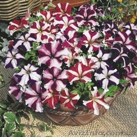 Продаётся рассада петуния, газания, катарантус и др.  - <ro>Изображение</ro><ru>Изображение</ru> #3, <ru>Объявление</ru> #845428