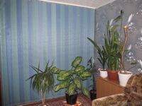 Жалюзи, Тканевые роллеты, Рулонные шторы - <ro>Изображение</ro><ru>Изображение</ru> #8, <ru>Объявление</ru> #843570