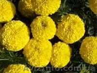 Продаётся рассада петуния, газания, катарантус и др.  - <ro>Изображение</ro><ru>Изображение</ru> #7, <ru>Объявление</ru> #845428