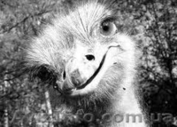 Страусиная ферма и многие другие экскурсии из Луганска . - <ro>Изображение</ro><ru>Изображение</ru> #1, <ru>Объявление</ru> #834727