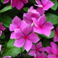 Продаётся рассада петуния, газания, катарантус и др.  - <ro>Изображение</ro><ru>Изображение</ru> #5, <ru>Объявление</ru> #845428