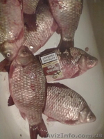 живая рыба живая рыба - <ro>Изображение</ro><ru>Изображение</ru> #2, <ru>Объявление</ru> #855183