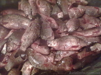 живая рыба живая рыба - <ro>Изображение</ro><ru>Изображение</ru> #4, <ru>Объявление</ru> #855183