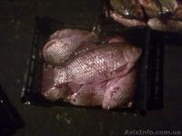 живая рыба живая рыба - <ro>Изображение</ro><ru>Изображение</ru> #1, <ru>Объявление</ru> #855183