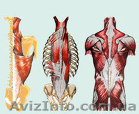 90% грыж, остеохондроз, сколеоз - лечится профилактором Евминова - <ro>Изображение</ro><ru>Изображение</ru> #2, <ru>Объявление</ru> #856861