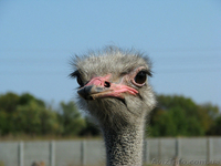  Экскурсии круглый год и в праздники . - <ro>Изображение</ro><ru>Изображение</ru> #4, <ru>Объявление</ru> #856652