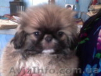 чистопородные мальчики пекинеса - <ro>Изображение</ro><ru>Изображение</ru> #1, <ru>Объявление</ru> #856543