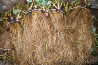 Продам рассаду клубники Фламенко  - <ro>Изображение</ro><ru>Изображение</ru> #3, <ru>Объявление</ru> #871501