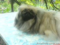 чистопородные мальчики пекинеса - <ro>Изображение</ro><ru>Изображение</ru> #2, <ru>Объявление</ru> #856543