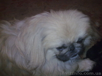 чистопородные мальчики пекинеса - <ro>Изображение</ro><ru>Изображение</ru> #3, <ru>Объявление</ru> #856543