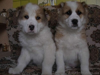 щенков среднеазиатской овчарки - <ro>Изображение</ro><ru>Изображение</ru> #2, <ru>Объявление</ru> #870073