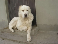 щенков среднеазиатской овчарки - <ro>Изображение</ro><ru>Изображение</ru> #3, <ru>Объявление</ru> #870073