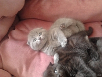 шотландские котята редких окрасов - <ro>Изображение</ro><ru>Изображение</ru> #1, <ru>Объявление</ru> #893741