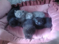 шотландские котята редких окрасов - <ro>Изображение</ro><ru>Изображение</ru> #2, <ru>Объявление</ru> #893741