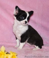 Миниатюрные красавчики чихуа недорого - <ro>Изображение</ro><ru>Изображение</ru> #3, <ru>Объявление</ru> #894135