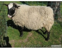 овцы романовской породы - <ro>Изображение</ro><ru>Изображение</ru> #3, <ru>Объявление</ru> #742735