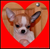 Миниатюрные красавчики чихуа недорого - <ro>Изображение</ro><ru>Изображение</ru> #2, <ru>Объявление</ru> #894135