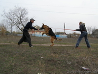 Щенки немецкой овчарки!!! - <ro>Изображение</ro><ru>Изображение</ru> #4, <ru>Объявление</ru> #946056