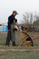 Щенки немецкой овчарки!!! - <ro>Изображение</ro><ru>Изображение</ru> #5, <ru>Объявление</ru> #946056