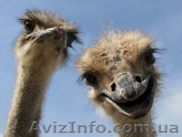 Экскурсии для школьников и организованных групп! - <ro>Изображение</ro><ru>Изображение</ru> #2, <ru>Объявление</ru> #968220