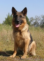 Щенки немецкой овчарки!!! - <ro>Изображение</ro><ru>Изображение</ru> #6, <ru>Объявление</ru> #946056