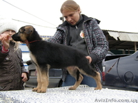 Щенки немецкой овчарки!!! - <ro>Изображение</ro><ru>Изображение</ru> #8, <ru>Объявление</ru> #946056