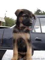 Щенки немецкой овчарки!!! - <ro>Изображение</ro><ru>Изображение</ru> #9, <ru>Объявление</ru> #946056
