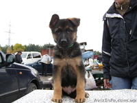 Щенки немецкой овчарки!!! - <ro>Изображение</ro><ru>Изображение</ru> #10, <ru>Объявление</ru> #946056
