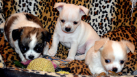 Щеночки чихуахуа мальчики - <ro>Изображение</ro><ru>Изображение</ru> #3, <ru>Объявление</ru> #987205