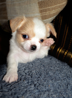 Щеночки чихуахуа мальчики - <ro>Изображение</ro><ru>Изображение</ru> #2, <ru>Объявление</ru> #987205