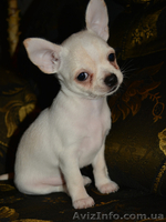 щеночки мини чихуахуа  - <ro>Изображение</ro><ru>Изображение</ru> #2, <ru>Объявление</ru> #999967